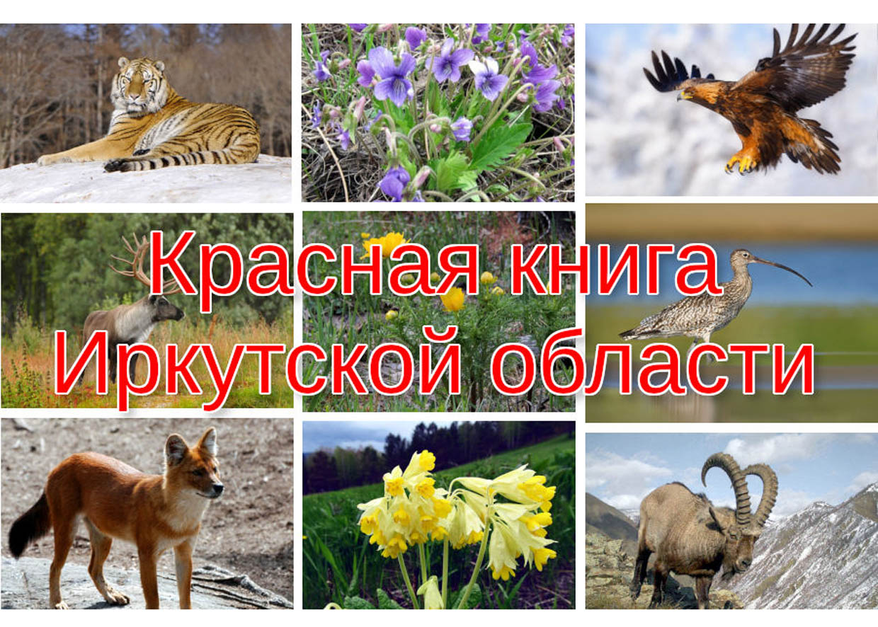 Красная книга Иркутской области животные и растения